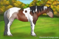 Horse Color:Brown Tobiano 