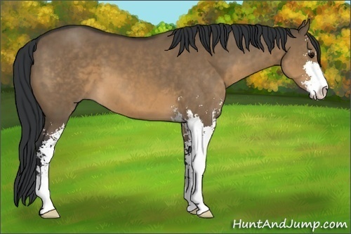 Horse Color:Brown Dun Sabino 