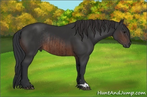 Horse Color:Brown Rabicano  and Brown Rabicano 