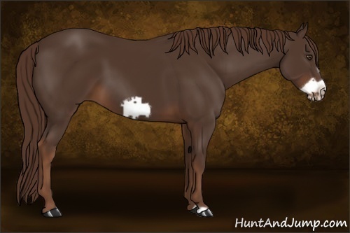 Horse Color:Liver Chestnut Frame 