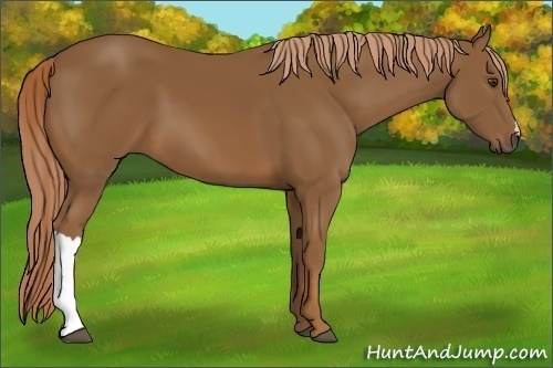 Horse Color:Chestnut 