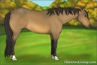 Horse Color:Buckskin