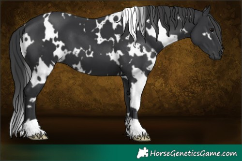 Horse Color:White Spotted Black 