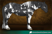 Horse Color:White Spotted Black 