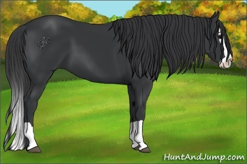 Horse Color:Black Splash