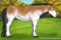 Horse Color:White Spotted Bay