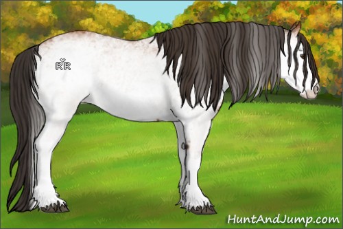 Horse Color:White Spotted Bay 