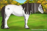 Horse Color:White Spotted Bay