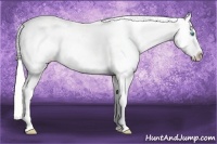 Horse Color:Cremello Varnish 