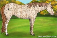 Horse Color:Red Dun  and Gold Champagne Dun 
