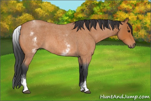 Horse Color:Unknown 