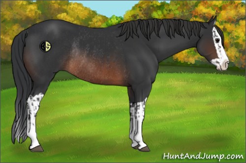 Horse Color:Brown Splash Rabicano and Brown Splash Rabicano
