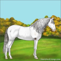 Horse Color:Classic Champagne Dun Sabino Splash 