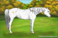 Horse Color:Black Sabino Splash 