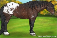 Horse Color:Brown Appaloosa 