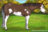 Horse Color:Bay Splash Frame
