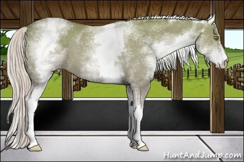Horse Color:White Spotted Silver Classic Champagne Dun 