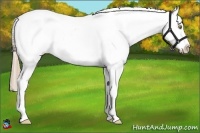 Horse Color:Gold Champagne Appaloosa 