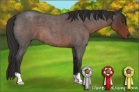 Horse Color:Liver Red Roan 