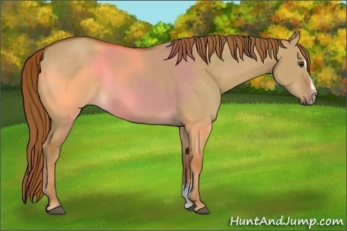 Horse Color:Red Dun Sabino 