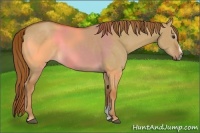 Horse Color:Red Dun Sabino 