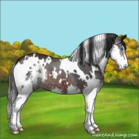 Horse Color:White Spotted Brown Splash 