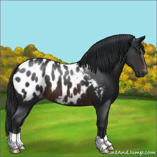 Horse Color:Brown Appaloosa