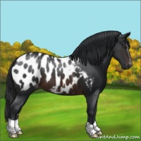Horse Color:Brown Appaloosa