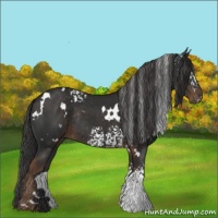 Horse Color:White Spotted Liver Chestnut Rabicano 