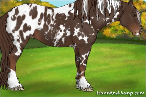 Horse Color:White Spotted Liver Chestnut Blanket 
