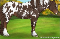 Horse Color:White Spotted Liver Chestnut Blanket