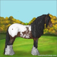 Horse Color:Brown Appaloosa 
