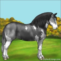 Horse Color:Black Splash