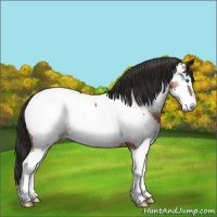 Horse Color:Brown Splash Appaloosa 