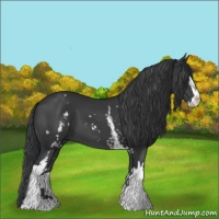 Horse Color:White Spotted Black Sabino 