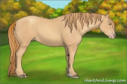 Horse Color:Gold Champagne