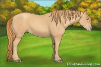 Horse Color:Gold Champagne 
