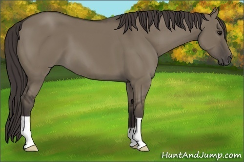 Horse Color:Smoky Grullo
