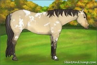 Horse Color:White Spotted Buckskin Dun 