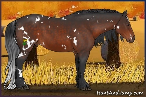 Horse Color:White Spotted Brown 