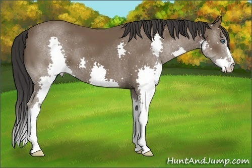 Horse Color:Bay Splash 