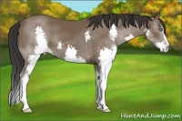 Horse Color:Bay Splash 