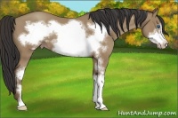 Horse Color:Classic Champagne Sabino Frame 
