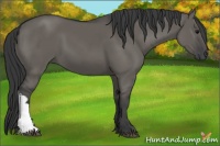 Horse Color:Grullo