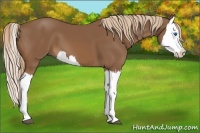 Horse Color:Chestnut Splash 