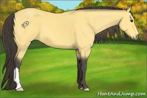 Horse Color:Buckskin 