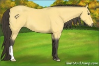 Horse Color:Buckskin 