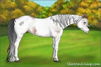 Horse Color:White Spotted Bay 