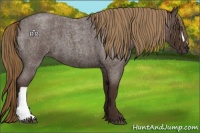 Horse Color:Liver Red Roan 