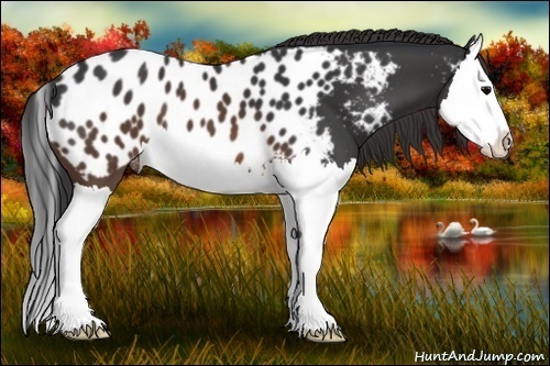 Horse Color:Brown Splash Appaloosa 